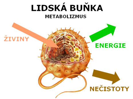 Lidská buňka - metabolismus
